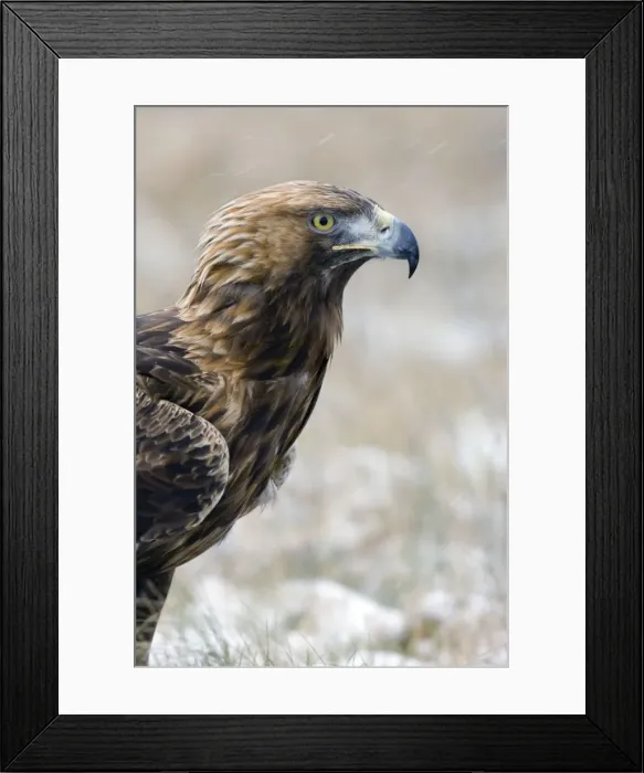Framed Print : Golden Eagle