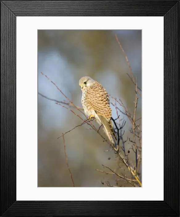 Framed Print : Kestrel. ROY-417. Kestrel - Adult female perched in roadside bush peering Framed Print : Kestrel. ROY-417. Kestrel - Adult female perched in roadside bush peering