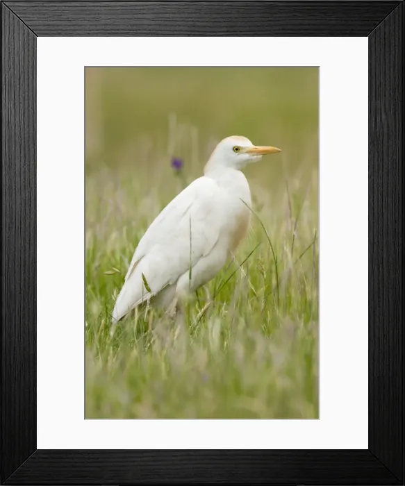 Framed Print : Cattle Egret Framed Print : Cattle Egret