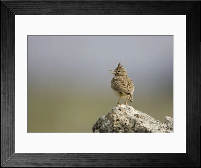 Framed Print : Crested Lark - Singing while perched on a stone - Spain Framed Print : Crested Lark - Singing while perched on a stone - Spain