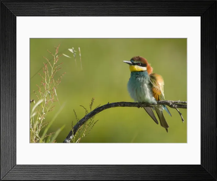 Framed Print : European Bee-Eater - Perched near nest site Framed Print : European Bee-Eater - Perched near nest site