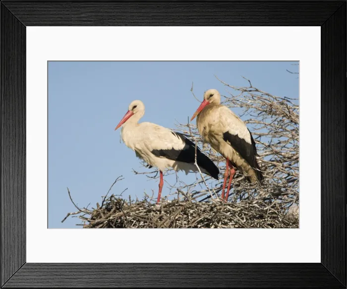 Framed Print : White Stork - Two parent birds standing on their nest with blue sky background - Extremadura - Spain Framed Print : White Stork - Two parent birds standing on their nest with blue sky background - Extremadura - Spain