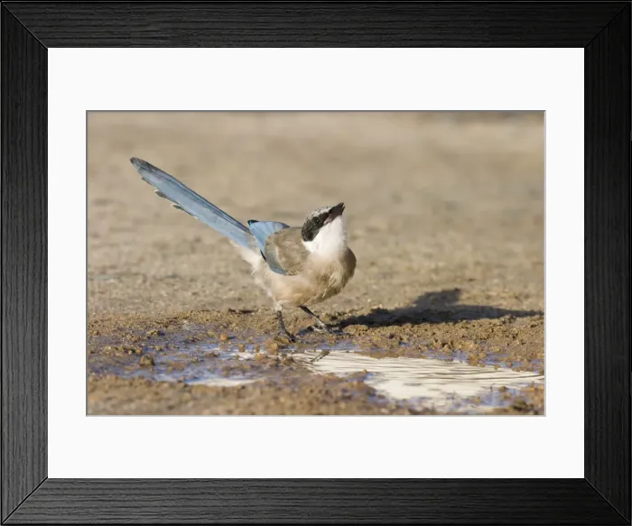 Framed Print : Azure-winged Magpie - Juvenile drinking from puddle of water - Extremadura - Spain Framed Print : Azure-winged Magpie - Juvenile drinking from puddle of water - Extremadura - Spain