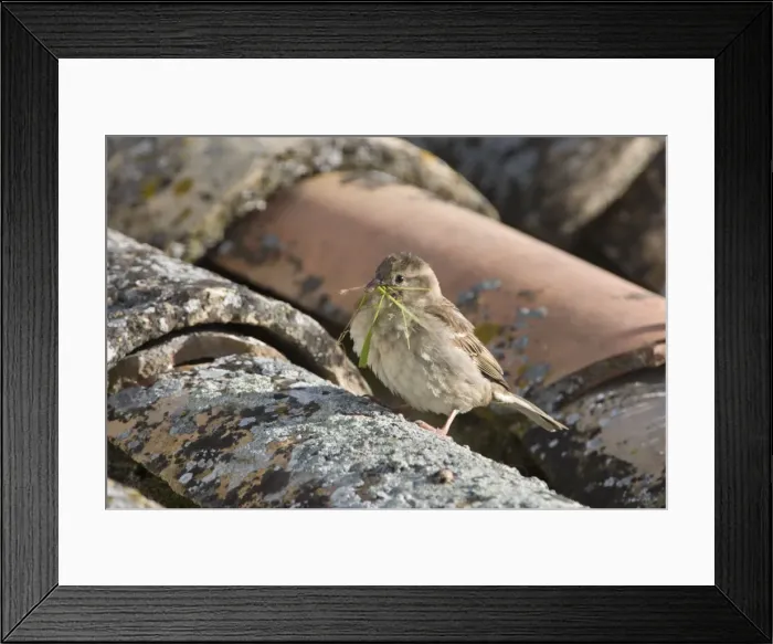 Framed Print : House Sparrow - Female taking grass as nest material to its rooftop nest - Andalucia - Spain Framed Print : House Sparrow - Female taking grass as nest material to its rooftop nest - Andalucia - Spain