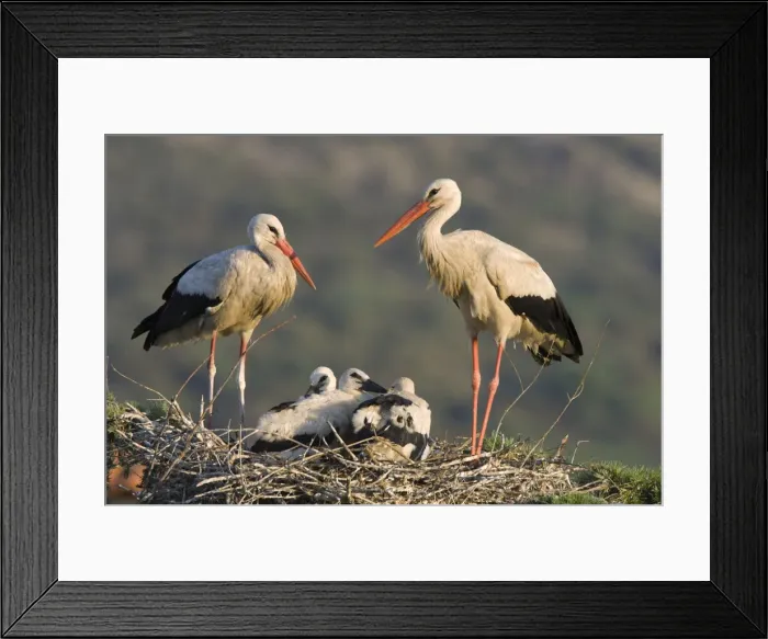 Framed Print : White Stork-Parents with chicks in a treetop nest-Manzanares el Real-Spain Framed Print : White Stork-Parents with chicks in a treetop nest-Manzanares el Real-Spain