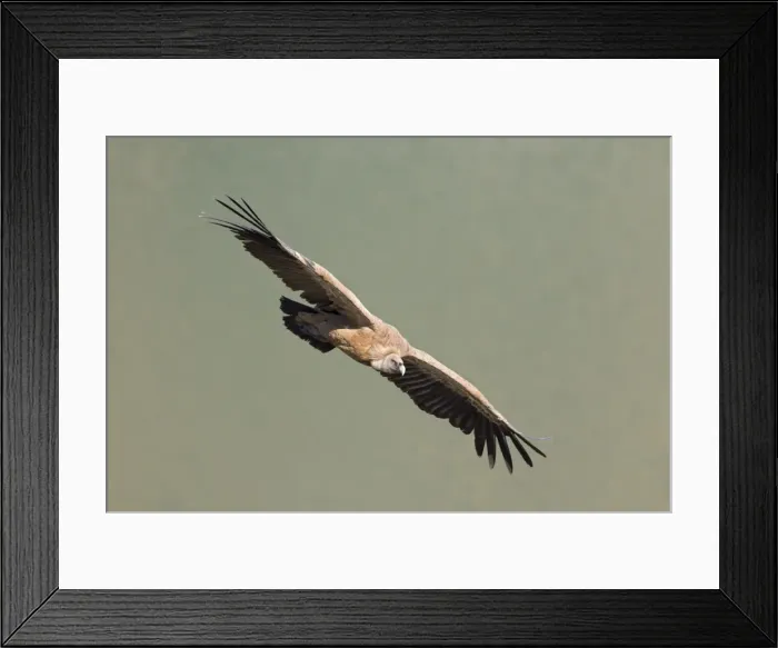 Framed Print : European Griffon Vulture - In flight - Spain Framed Print : European Griffon Vulture - In flight - Spain