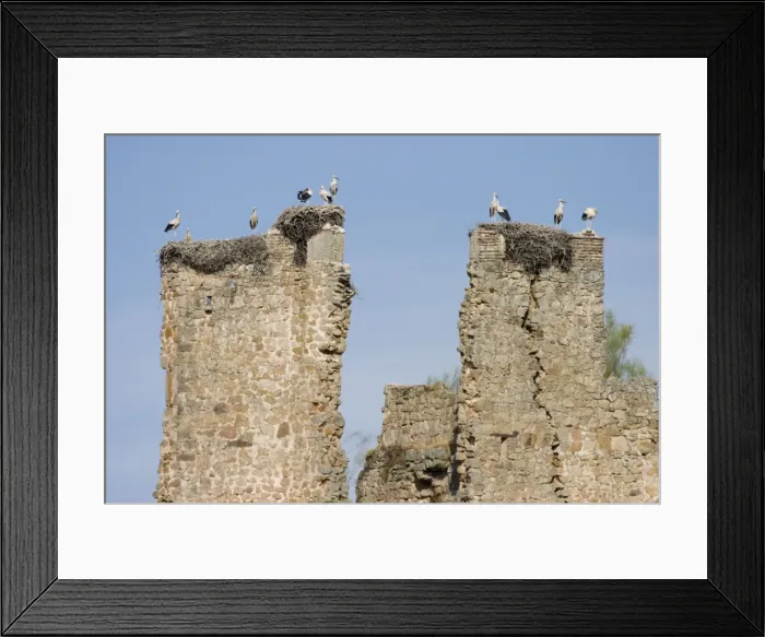 Framed Print : White Storks - Massive nests built on the ruined walls of an ancient castle - Extremadura - Spain