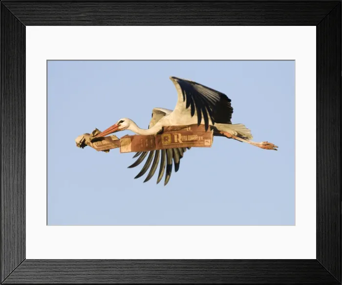Framed Print : White Stork - In flight carrying nest material Framed Print : White Stork - In flight carrying nest material