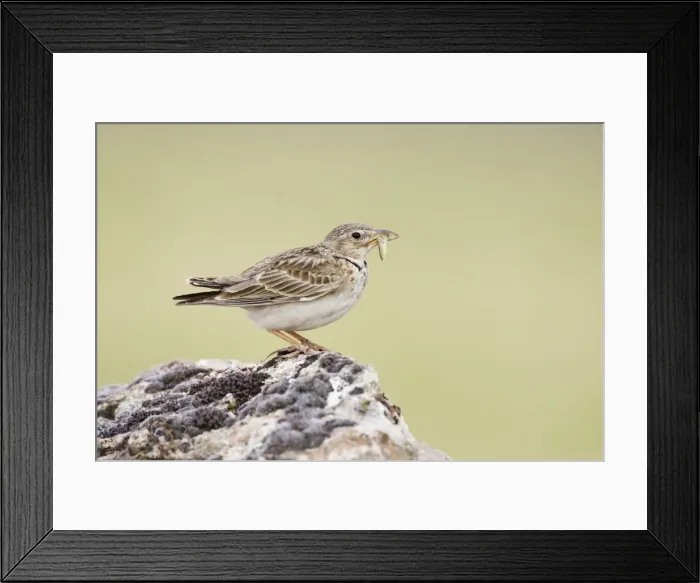 Framed Print : Calandra Lark Framed Print : Calandra Lark