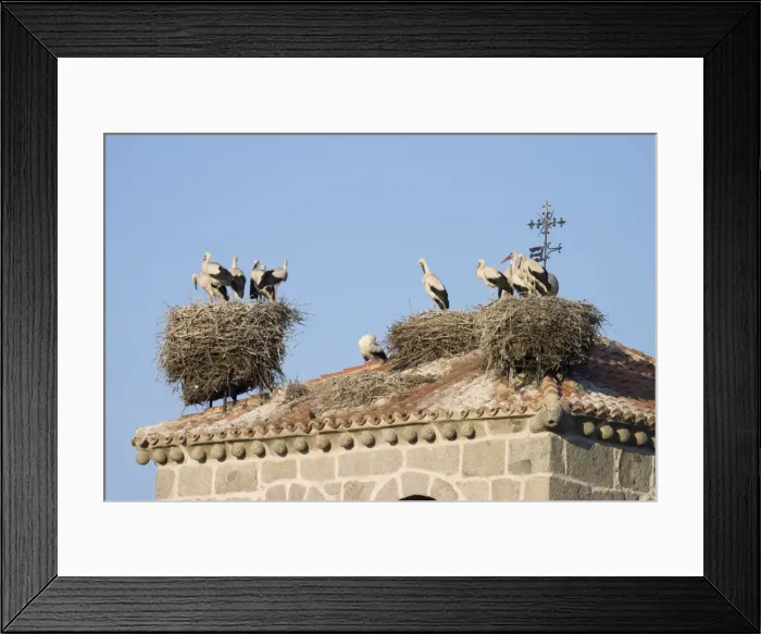 Framed Print : White Stork - Several occupied nests on on bell tower roof top nest site - Manzanares el Real - Spain Framed Print : White Stork - Several occupied nests on on bell tower roof top nest site - Manzanares el Real - Spain