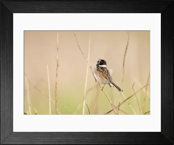 Framed Print : Reed Bunting Framed Print : Reed Bunting