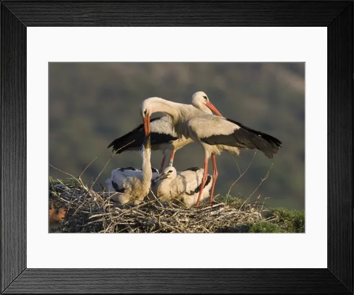 Framed Print : White Stork-Parent feeding chicks by regurgitating food from its crop, showing bill of adult inserted deep into the bill of the chickt-Manzanares el Real-Spain Framed Print : White Stork-Parent feeding chicks by regurgitating food from its crop, showing bill of adult inserted deep into the bill of the chickt-Manzanares el Real-Spain
