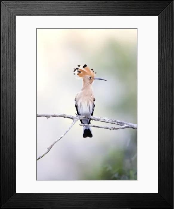 Framed Print : Hoopoe. ROY-437. Eurasian Hoopoe - Perched with crest showing Framed Print : Hoopoe. ROY-437. Eurasian Hoopoe - Perched with crest showing