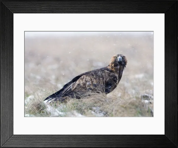 Framed Print : Golden Eagle Framed Print : Golden Eagle