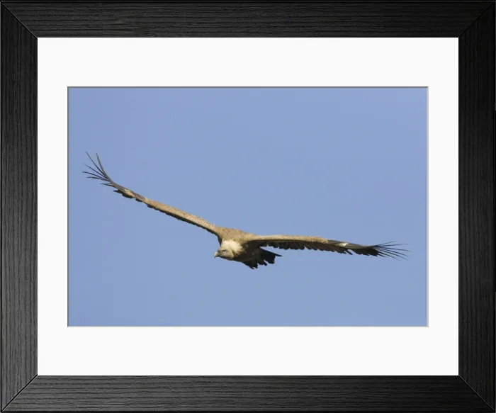 Framed Print : European Griffon Vulture - In flight - Soaring showing wings held in characteristic shallow V - Spain Framed Print : European Griffon Vulture - In flight - Soaring showing wings held in characteristic shallow V - Spain
