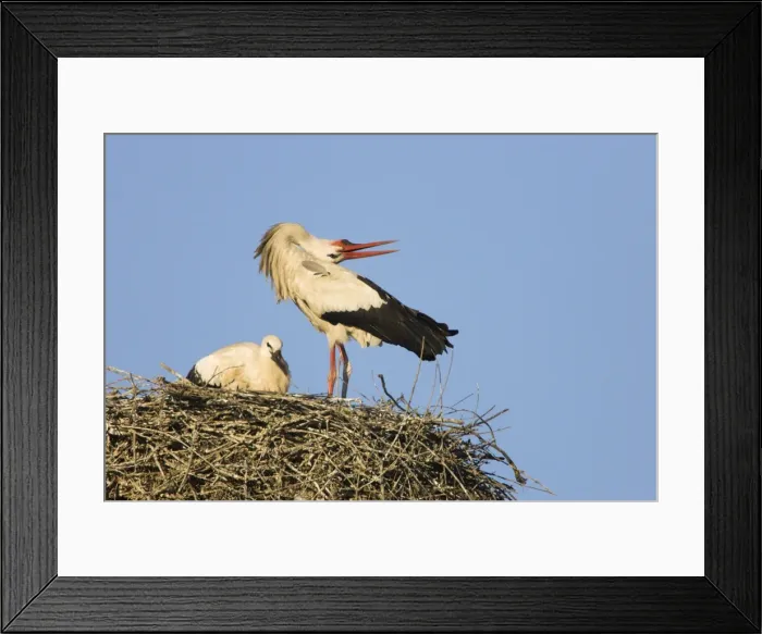 Framed Print : White Stork-Adult bird in courtship display showing the ritualistic throwing back of head-Manzanares el Real-Spain Framed Print : White Stork-Adult bird in courtship display showing the ritualistic throwing back of head-Manzanares el Real-Spain
