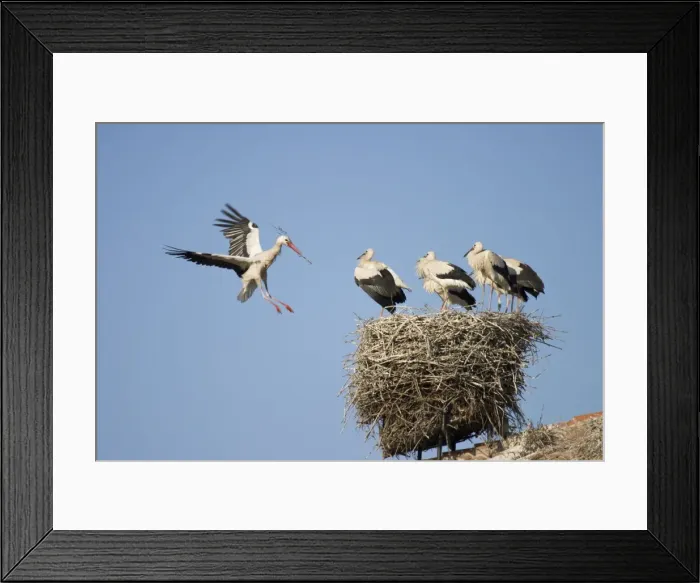 Framed Print : White Stork - Arriving in flight at nest with a twig and greeted by several full grown chicks - Manzanares el Real - Spain Framed Print : White Stork - Arriving in flight at nest with a twig and greeted by several full grown chicks - Manzanares el Real - Spain
