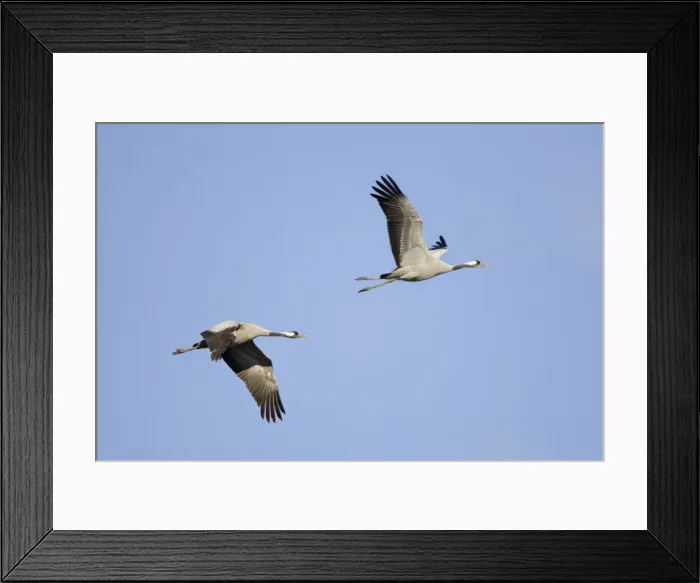 Framed Print : Common Crane-Two birds flying-Extremadura-Spain Framed Print : Common Crane-Two birds flying-Extremadura-Spain