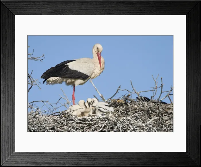 Framed Print : White Stork - Parent on its nest with small chicks - Extremadura - Spain Framed Print : White Stork - Parent on its nest with small chicks - Extremadura - Spain