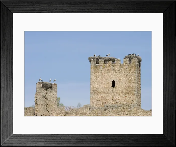 Framed Print : White Storks - Massive nests built on the ruined walls of an ancient castle - Extremadura - Spain Framed Print : White Storks - Massive nests built on the ruined walls of an ancient castle - Extremadura - Spain