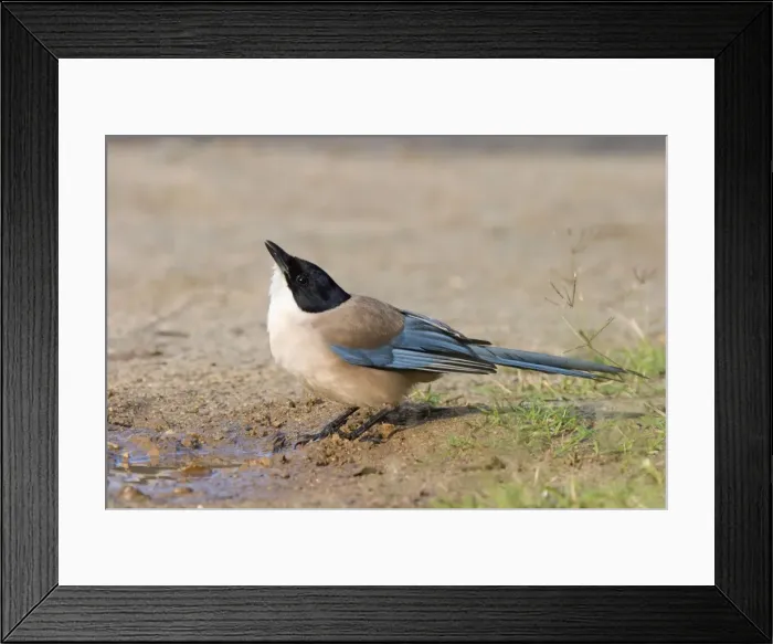 Framed Print : Azure-winged Magpie - Adult drinking from puddle of water - Extremadura - Spain Framed Print : Azure-winged Magpie - Adult drinking from puddle of water - Extremadura - Spain