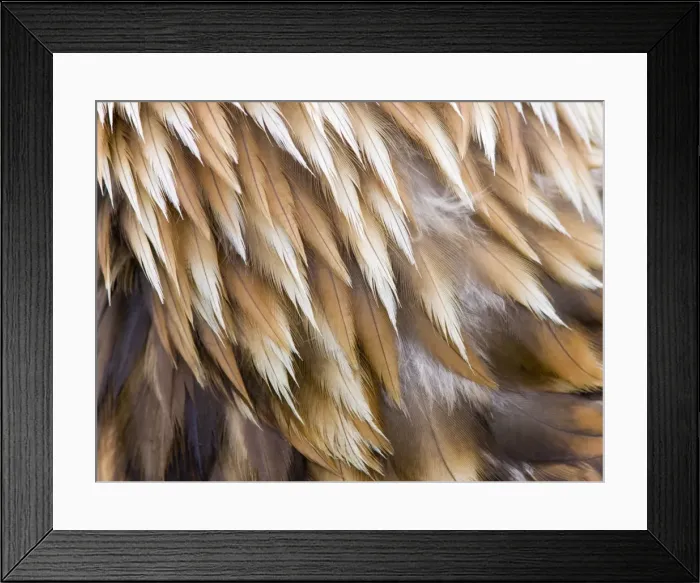 Framed Print : Golden Eagle Feathers Framed Print : Golden Eagle Feathers