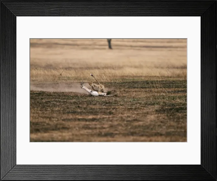 Framed Print : Cheetah Chasing Thomson's Gazelle prey. 2 in series of 4 Framed Print : Cheetah Chasing Thomson's Gazelle prey. 2 in series of 4