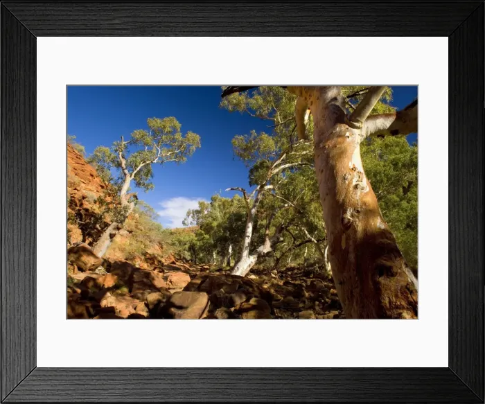 Framed Print : Kings Canyon - River Red Gums growing on the floor of Kings Canyon in the dried-up river bed of Kings river. The red, by the sun ablaze canyon walls, contrasts nicely with the green and white of the gum trees - Kings Canyon, Watarrka National Park Framed Print : Kings Canyon - River Red Gums growing on the floor of Kings Canyon in the dried-up river bed of Kings river. The red, by the sun ablaze canyon walls, contrasts nicely with the green and white of the gum trees - Kings Canyon, Watarrka National Park