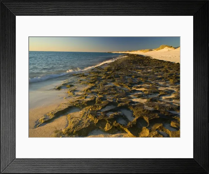 Framed Print : Rocky ledges and beach - water washes over exposed ledges of Ningaloo Reef at incoming tide in last evening light. The deserted beach invites for an evening stroll along the waterline - Cape Range National Park, Ningaloo Reef Marine Park Framed Print : Rocky ledges and beach - water washes over exposed ledges of Ningaloo Reef at incoming tide in last evening light. The deserted beach invites for an evening stroll along the waterline - Cape Range National Park, Ningaloo Reef Marine Park