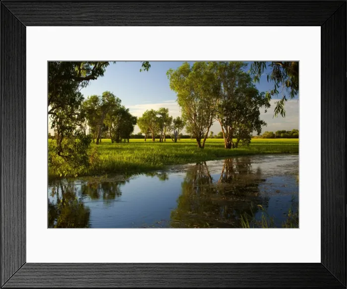 Framed Print : Wetlands - evening mood in a wetland with huge Paperbark trees and swamp grass reflected in a billabong (waterhole) - Northern Territory, Australia Framed Print : Wetlands - evening mood in a wetland with huge Paperbark trees and swamp grass reflected in a billabong (waterhole) - Northern Territory, Australia