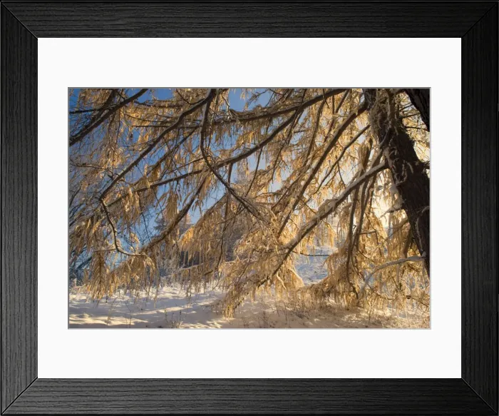 Framed Print : winter scenery - early snow has fallen and covers european larches and surrounding scenery with a thick white blanket creating a very romantic atmosphere Framed Print : winter scenery - early snow has fallen and covers european larches and surrounding scenery with a thick white blanket creating a very romantic atmosphere