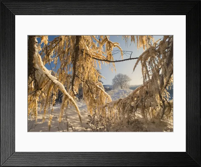 Framed Print : Winter scenery - early snow has fallen and covers european larches and surrounding scenery with a thick white blanket creating a very romantic atmosphere Framed Print : Winter scenery - early snow has fallen and covers european larches and surrounding scenery with a thick white blanket creating a very romantic atmosphere