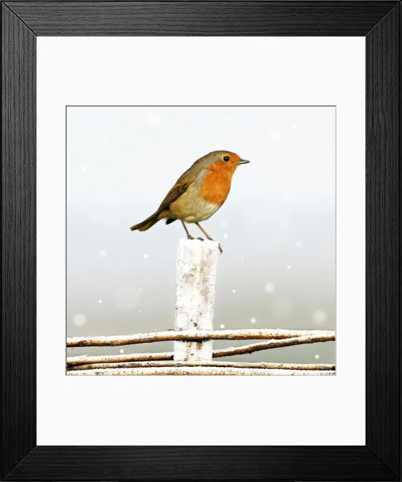Framed Print : Robin - sitting on fence in winter Birling Gap, Sussex Downs, England, UK Digital Manipulation: snow Framed Print : Robin - sitting on fence in winter Birling Gap, Sussex Downs, England, UK Digital Manipulation: snow