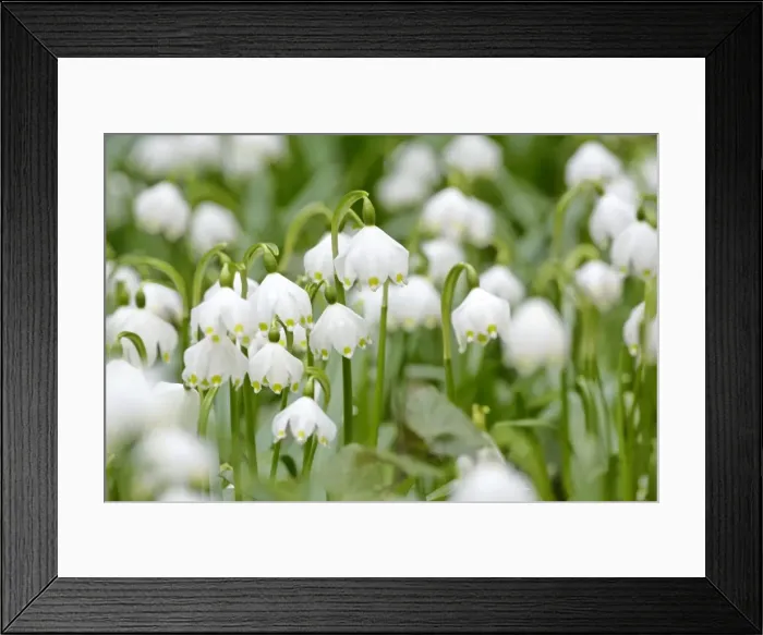 Framed Print : Spring Snowflake dense population in forest Schwaebische Alb, Germany