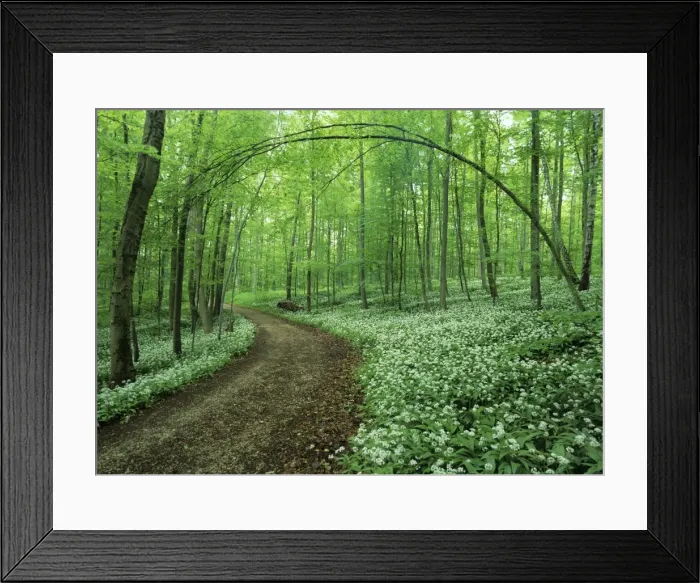 Framed Print : Spring forest with mass population of blooming bear's garlic and foot path Baden-Wuerttemberg, Germany snh060092 SAI Framed Print : Spring forest with mass population of blooming bear's garlic and foot path Baden-Wuerttemberg, Germany snh060092 SAI