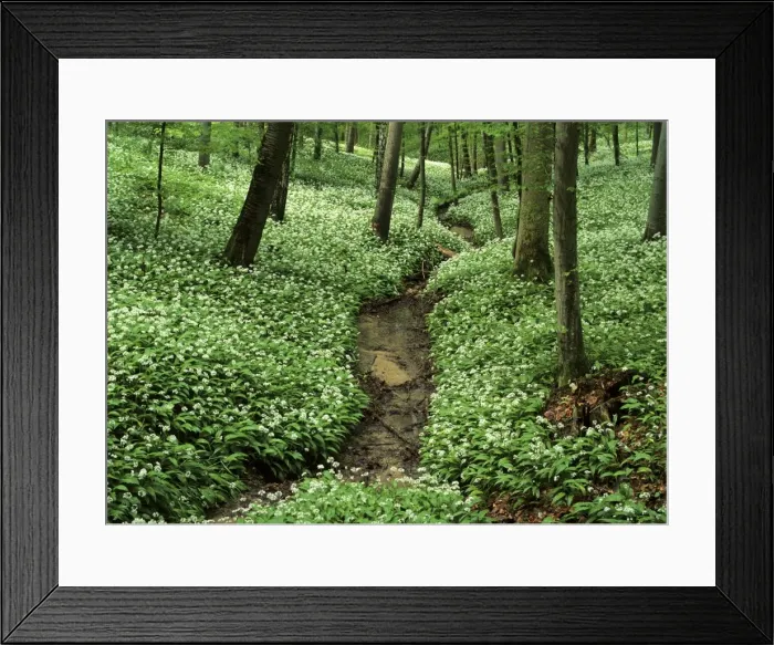 Framed Print : Spring forest with mass population of blooming bear's garlic and brook Baden-Wuerttemberg, Germany