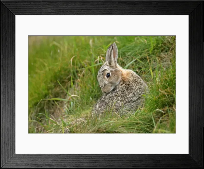 Framed Print : Rabbit sitting in front of burrow cleaning it's fur Sumburgh Head RSPB Reserve, South Mainland, Shetland Isles, Scotland, UK Framed Print : Rabbit sitting in front of burrow cleaning it's fur Sumburgh Head RSPB Reserve, South Mainland, Shetland Isles, Scotland, UK