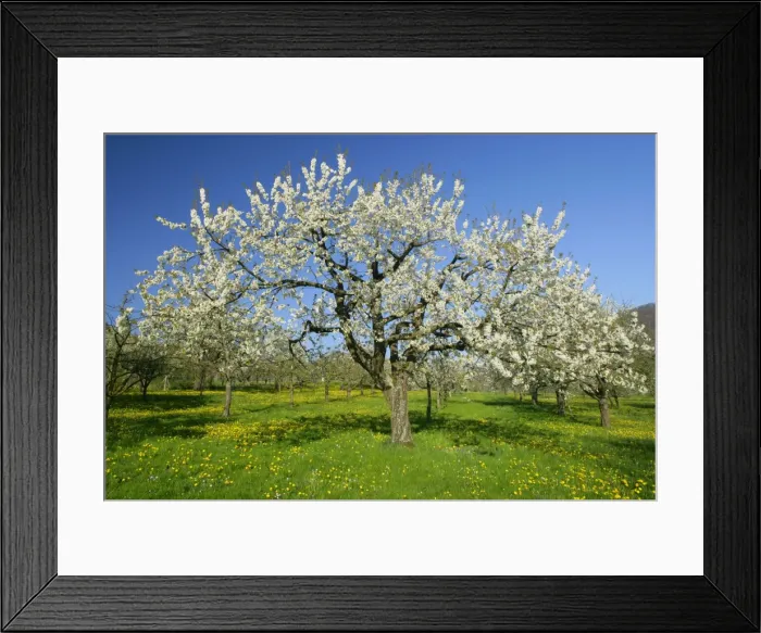 Framed Print : Fruit tree meadow with flowering cherry trees and dandelions in early spring Baden-Wuerttemberg, Germany Framed Print : Fruit tree meadow with flowering cherry trees and dandelions in early spring Baden-Wuerttemberg, Germany