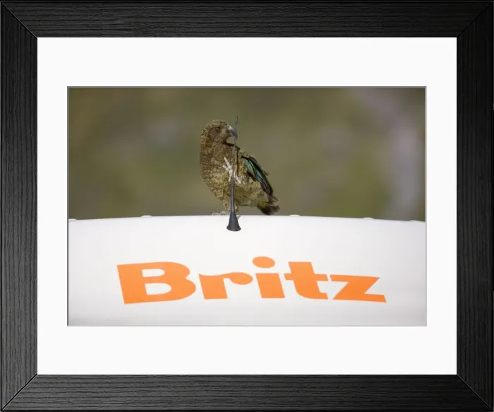 Framed Print : Kea cheeky adult gnawing at antenna of a car Fjordland National Park, South Island, New Zealand Framed Print : Kea cheeky adult gnawing at antenna of a car Fjordland National Park, South Island, New Zealand