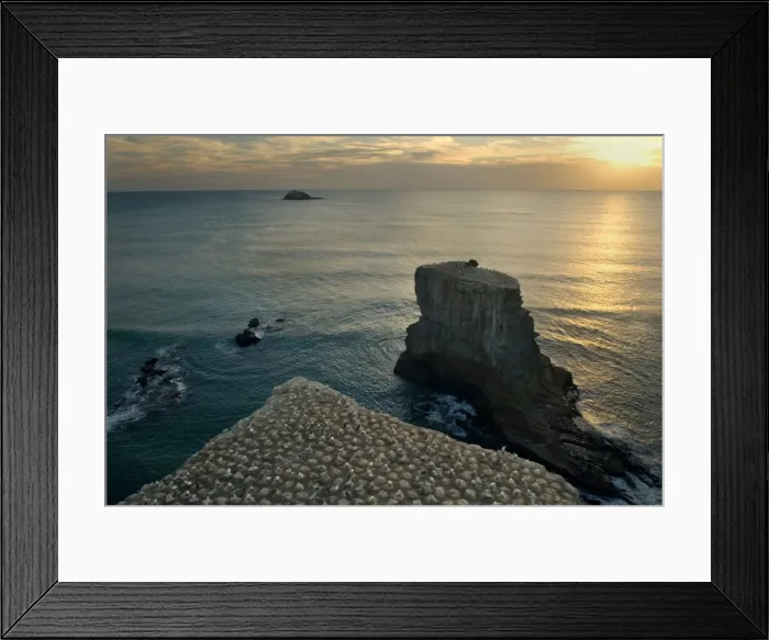 Framed Print : Gannet Colony breeding colony of the Australasian Gannet situated on top of steep cliffs at Muriwai beach at sunset Muriwai Regional Park, Auckland, North Island, New Zealand Framed Print : Gannet Colony breeding colony of the Australasian Gannet situated on top of steep cliffs at Muriwai beach at sunset Muriwai Regional Park, Auckland, North Island, New Zealand