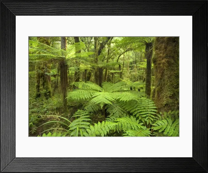 Framed Print : pristine rainforest with many tree fern and lush moss- and lichen-covered native trees along path to Moria Gate Arch Oparara Basin, Karamea region, West Coast, South Island, New Zealand Framed Print : pristine rainforest with many tree fern and lush moss- and lichen-covered native trees along path to Moria Gate Arch Oparara Basin, Karamea region, West Coast, South Island, New Zealand