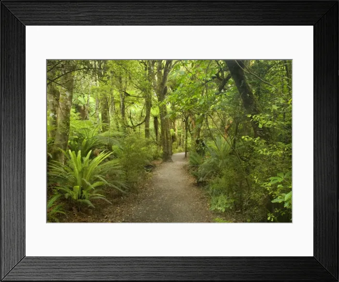Framed Print : Path in Rainforest narrow walking track leading through lush temperate rainforest towards Purakaunui Falls Catlins, Southland, South Island, New Zealand Framed Print : Path in Rainforest narrow walking track leading through lush temperate rainforest towards Purakaunui Falls Catlins, Southland, South Island, New Zealand