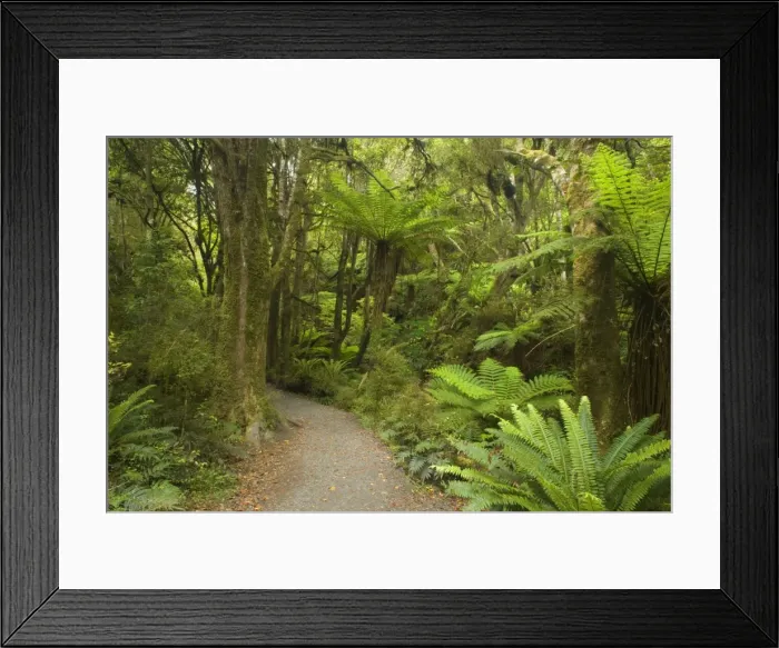 Framed Print : Path in Rainforest narrow walking track leading through lush temperate rainforest towards Purakaunui Falls Catlins, Southland, South Island, New Zealand Framed Print : Path in Rainforest narrow walking track leading through lush temperate rainforest towards Purakaunui Falls Catlins, Southland, South Island, New Zealand