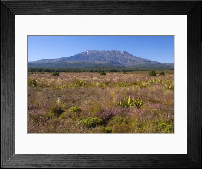Framed Print : Mount Ruapehu blooming heather in autumn with Mount Ruapehu, which is the highest mountain on the North Island, rising up out of the plains Tongariro National Park, Tongariro World Heritage Area, North Island, New Zealand