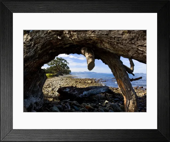 Framed Print : Pohutukawa gnarled and windswept individuals of Pohutukawas growing along the Coromandel coastline. Coromandel Peninsula, North Island, New Zealand Framed Print : Pohutukawa gnarled and windswept individuals of Pohutukawas growing along the Coromandel coastline. Coromandel Peninsula, North Island, New Zealand
