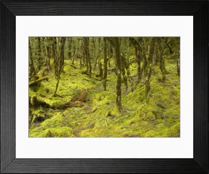 Framed Print : Fairy forest - magical Mountain Beech forest with thickly moss- and lichen-covered trees and ground - Haast Pass Heritage Highway, South Island, New Zealand Framed Print : Fairy forest - magical Mountain Beech forest with thickly moss- and lichen-covered trees and ground - Haast Pass Heritage Highway, South Island, New Zealand