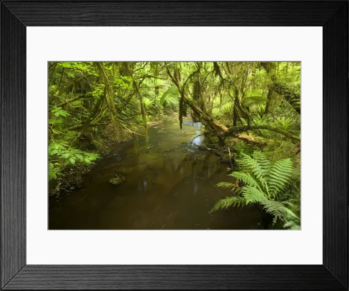 Framed Print : Rainforest - river flowing through lush temperate rainforest with different kinds of ferns and native trees - Catlins, Southland, South Island, New Zealand Framed Print : Rainforest - river flowing through lush temperate rainforest with different kinds of ferns and native trees - Catlins, Southland, South Island, New Zealand