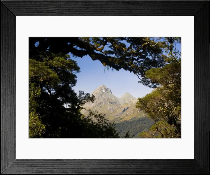 Framed Print : Mountain scenery peak of a mountain seen through a window of Southern Beeches heavily covered with moss and lichen Fjordland National Park, South Island, New Zealand Framed Print : Mountain scenery peak of a mountain seen through a window of Southern Beeches heavily covered with moss and lichen Fjordland National Park, South Island, New Zealand