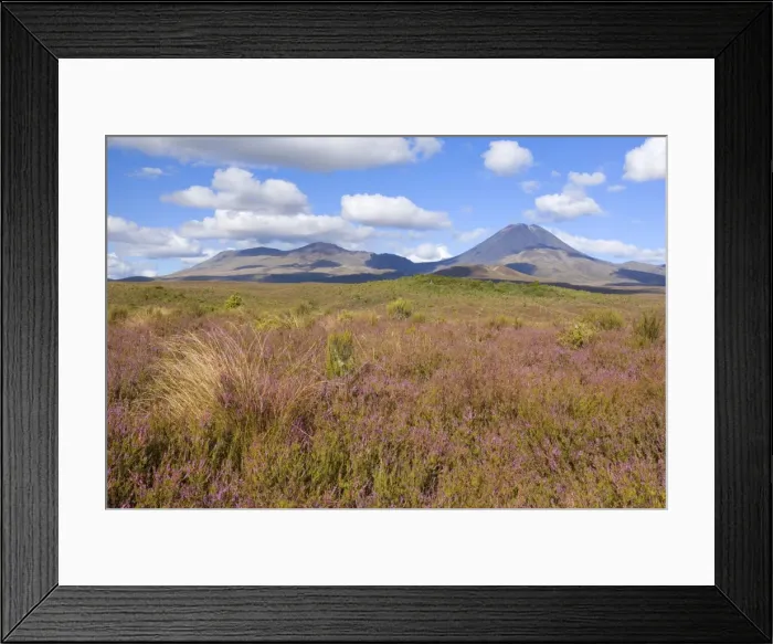 Framed Print : Tongariro National Park volcanoes Mount Tongariro on the left and perfectly cone-shaped Mount Ngauruhoe with blooming heather in autumn Tongariro National Park, Tongariro World Heritage Area, North Island, New Zealand Framed Print : Tongariro National Park volcanoes Mount Tongariro on the left and perfectly cone-shaped Mount Ngauruhoe with blooming heather in autumn Tongariro National Park, Tongariro World Heritage Area, North Island, New Zealand