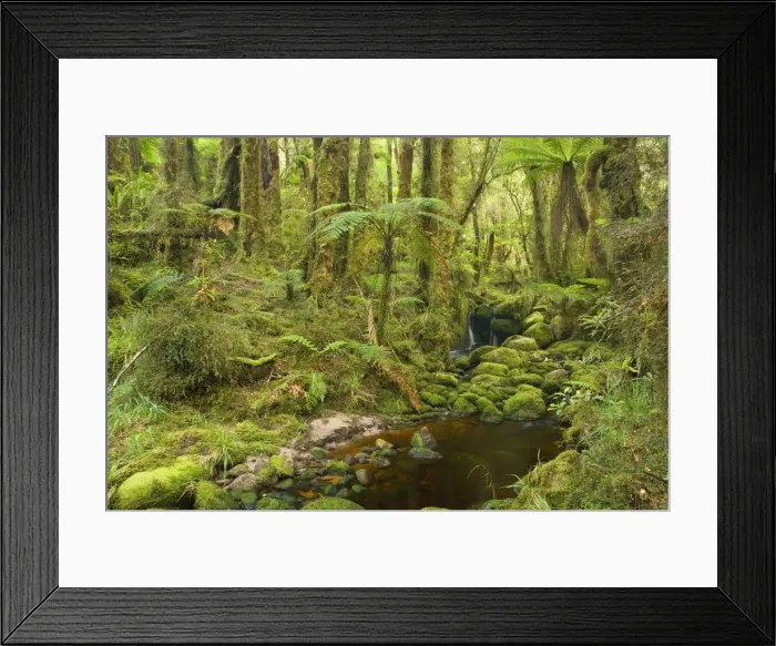 Framed Print : brook in rainforest small creek meandering through lush moss- and lichen-covered temperate rainforest Oparara Basin, Karamea region, West Coast, South Island, New Zealand Framed Print : brook in rainforest small creek meandering through lush moss- and lichen-covered temperate rainforest Oparara Basin, Karamea region, West Coast, South Island, New Zealand